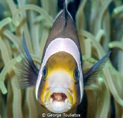 Clown fish with parasite!!! by George Touliatos 